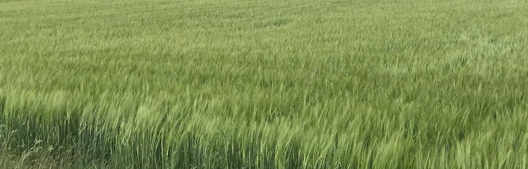 Gerstenfeld: Hier wächst BESTe Braugerste