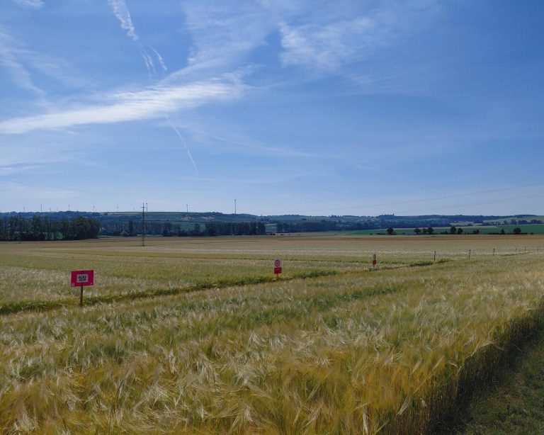 Braugersten-Rundfahrt rund um Wallertheim